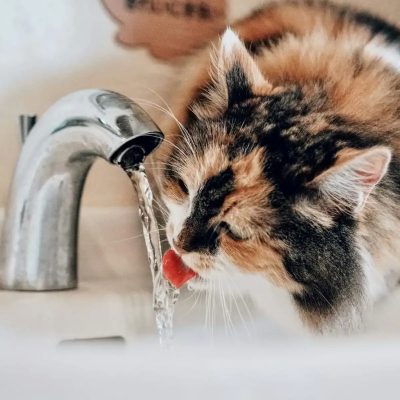Cat Drinking Water